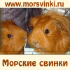 Morsvinki.ru - портал для любителей морских свинок